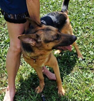 Ginger (26-146 D) -  German Shepherd Dog Dog for Adoption in Lansing, Michigan - Ginger (26-146 D) | PetCurious