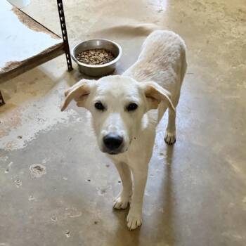 Daiquiri -  Yellow Labrador Retriever and Mixed Breed Dog for Adoption in Brownsboro, Alabama - Daiquiri | PetCurious