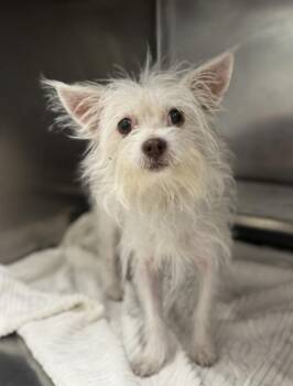 Rescue Chihuahua and Terrier Dogs for Adoption in Chicago, Illinois - Ralphie | PetCurious