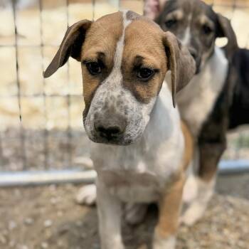 Shepherd and Hound Dogs Available for Adoption in San Diego, California - Boho Pup - Hobo | PetCurious