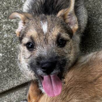 Haleakala -  Terrier and Mixed Breed Dog for Adoption in Cincinnati, Ohio - Haleakala | PetCurious
