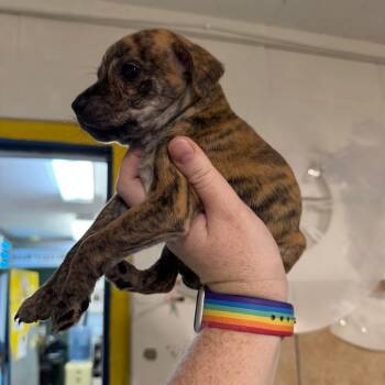 Rescue Pit Bull Terrier Dogs for Adoption in Eureka Springs, Arkansas - Tinsel | PetCurious