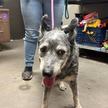 Betty -  Australian Cattle Dog Blue Heeler Dog for Adoption in Yuma, Arizona - Betty | PetCurious