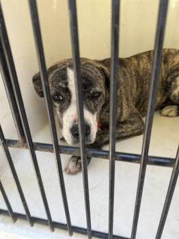 Rescue Pit Bull Terrier Dogs for Adoption - SOPHIE | PetCurious