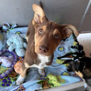 Fox in Socks -  Mixed Breed Dog for Adoption in Park City, Utah - Fox In Socks | PetCurious