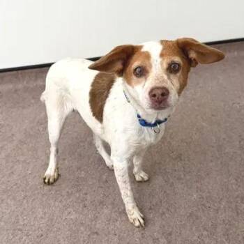 Dolly -  Terrier Dog for Adoption in Brentwood, Missouri - Dolly | PetCurious
