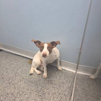 Terrier Dogs Available for Adoption in North Battleford, Saskatchewan - Roger | PetCurious