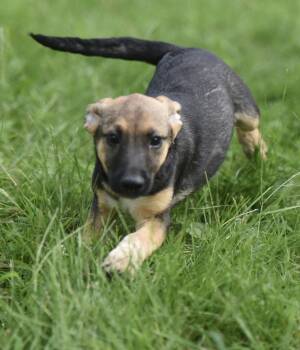 Ragan -  Shepherd and Australian Cattle Dog Blue Heeler Dog for Adoption in Mechanicsburg, Pennsylvania - Ragan | PetCurious