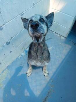HARVEY -  German Shepherd Dog and Mixed Breed Dog for Adoption in Corpus Christi, Texas - HARVEY | PetCurious