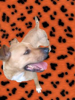 Labrador Retriever and Rhodesian Ridgeback Dogs Available for Adoption in Ventura, California - Howie  | PetCurious