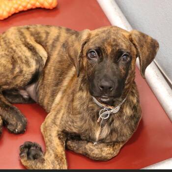 Denny -  Mixed Breed Dog for Adoption in Port Washington, New York - Denny | PetCurious