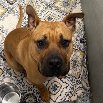 English Bulldog Dogs Available for Adoption in Greenville, South Carolina - Porkchop | PetCurious