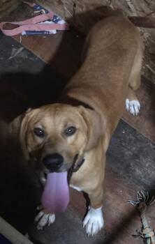 Clyde -  Redbone Coonhound and Rhodesian Ridgeback Dog for Adoption in Muncie, Indiana - Clyde | PetCurious