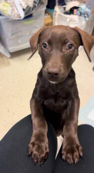 Scully -  Retriever Dog for Adoption in Blountville, Tennessee - Scully | PetCurious