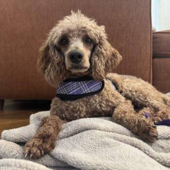 Miniature Poodle Dogs Available for Adoption - Penny Poodle | PetCurious