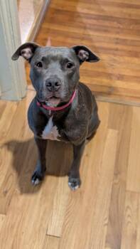 Sophie -  Pit Bull Terrier Dog for Adoption in Buffalo, New York - Sophie | PetCurious