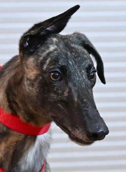 Greyhound Dogs Available for Adoption in Minneapolis, Minnesota - Harmony | PetCurious