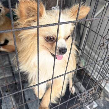 Elvis -  Dachshund and Chihuahua Dog for Adoption in Normal, Illinois - Elvis | PetCurious