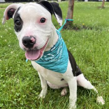 Yang -  Mixed Breed Dog for Adoption in Canal Winchester, Ohio - Yang | PetCurious