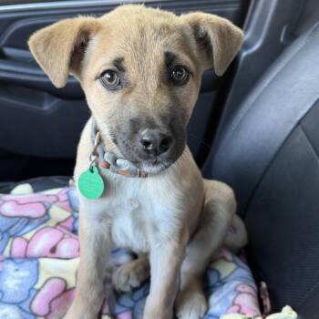 Gatorade -  Mixed Breed Dog for Adoption in Buffalo, Minnesota - Gatorade | PetCurious
