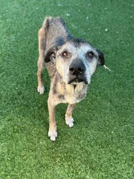 TRAVIS -  Mixed Breed Dog for Adoption in Dallas, Texas - TRAVIS | PetCurious