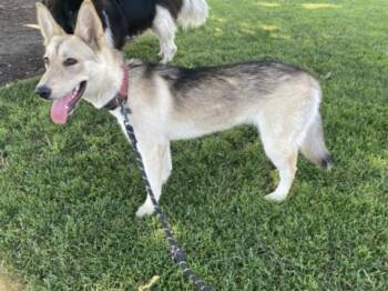 A047734 -  Husky Dog for Adoption in Tracy, California - A047734 | PetCurious