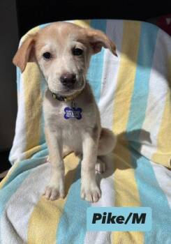 Shepherd and Great Pyrenees Dogs Available for Adoption in Hillside, Illinois - Pike | PetCurious
