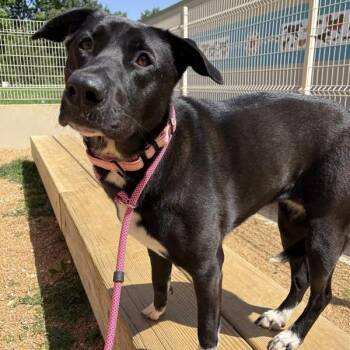 Mona -  Mixed Breed Dog for Adoption in Bentonville, Arkansas - Mona | PetCurious