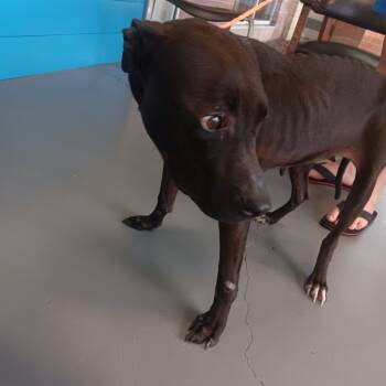 Rescue Terrier Dogs for Adoption in Montgomery, Alabama - Penelope | PetCurious