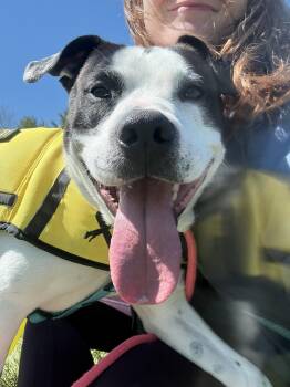 American Bulldog and Pit Bull Terrier Dogs Available for Adoption in New Boston, New Hampshire - Marino | PetCurious