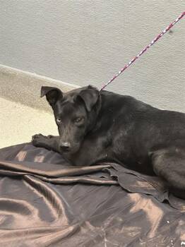 LOLA -  Labrador Retriever Dog for Adoption in Las Vegas, Nevada - LOLA | PetCurious