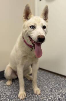 Pearl -  Husky and Mixed Breed Dog for Adoption in Bemidji, Minnesota - Pearl | PetCurious