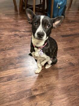 Rescue Terrier and Cattle Dog Dogs for Adoption in Denver, Colorado - Sally | PetCurious