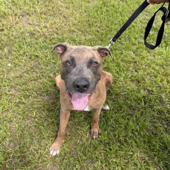 Deuce -  Cane Corso and Terrier Dog for Adoption in Tampa, Florida - Deuce | PetCurious