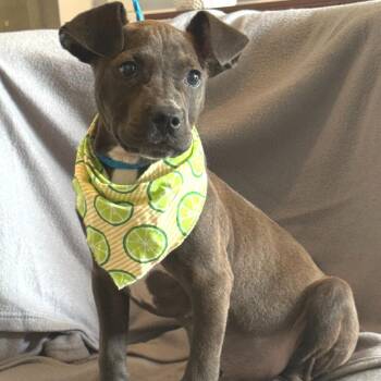 Evan -  Terrier and Mixed Breed Dog for Adoption - Evan | PetCurious