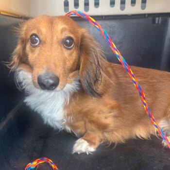 Dachshund Dogs Available for Adoption - Barron | PetCurious