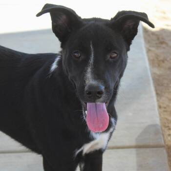 Steven -  Black Labrador Retriever and Hound Dog for Adoption in Yucca Valley, California - Steven | PetCurious
