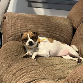 Rescue Chihuahua Dogs for Adoption in Farmersville, Ohio - Gretchen | PetCurious