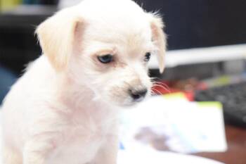 Sylvester -  Terrier and Chihuahua Dog Available for Adoption in Pahrump, Nevada - Sylvester | PetCurious