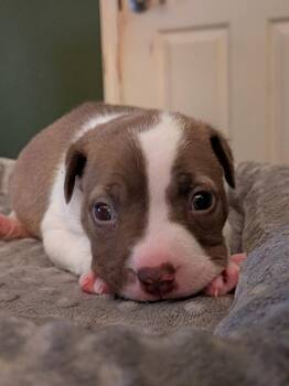 Mixed Breed Dogs Available for Adoption - Sheila | PetCurious
