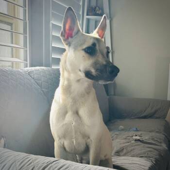 German Shepherd Dog Dogs Available for Adoption in Austin, Texas - Miss Lovie | PetCurious