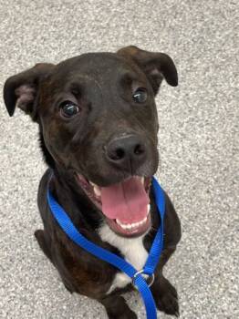 Rescue Mixed Breed Dogs for Adoption in Knoxville, Tennessee - Gunter | PetCurious