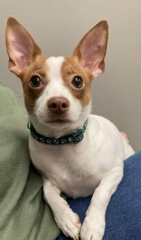 Chihuahua Dogs Available for Adoption - Pebbles | PetCurious