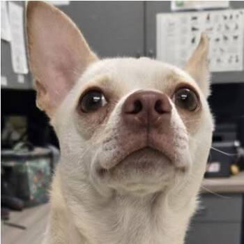 Charles -  Chihuahua Dog for Adoption - Charles | PetCurious