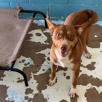 Pit Bull Terrier Dogs Available for Adoption in Hearne, Texas - Rosey | PetCurious