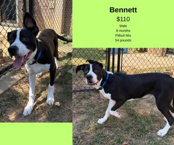 Rescue Pit Bull Terrier Dogs for Adoption in Decatur, Alabama - Bennett | PetCurious