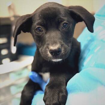 Labrador Retriever Dogs Available for Adoption - Dip | PetCurious