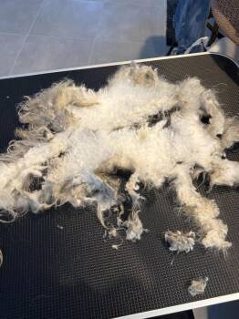 Chase -  Maltese Dog for Adoption in Lancaster, California - Chase | PetCurious