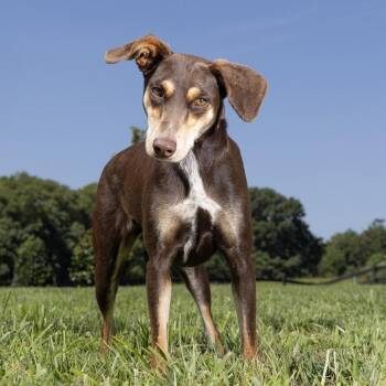 Jovie -  Mixed Breed Dog for Adoption in Franklin, Tennessee - Jovie | PetCurious