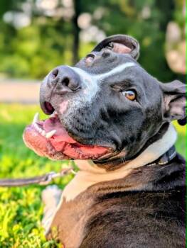Panda -  American Staffordshire Terrier Dog for Adoption in Maybrook, New York - Panda | PetCurious
